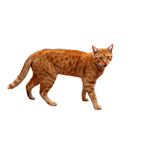 A Curious Ginger Tabby Cat Walking On A Brick Pavement Outdoors, Capturing Its Playful And Inquisitive Nature. 13457 - Cat PNG image with transparent background